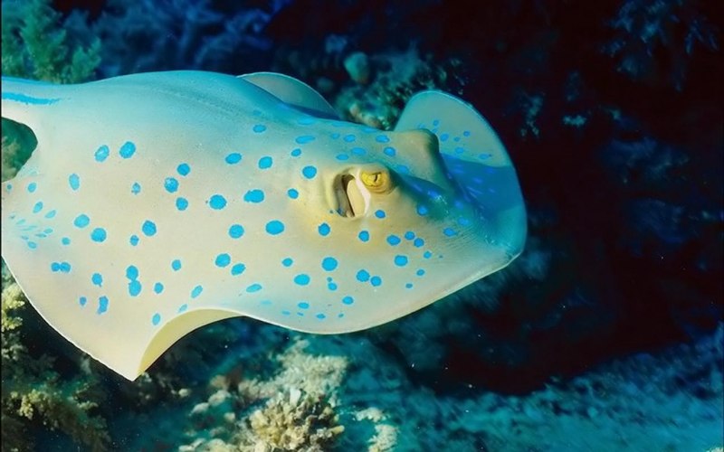 Скат моторо