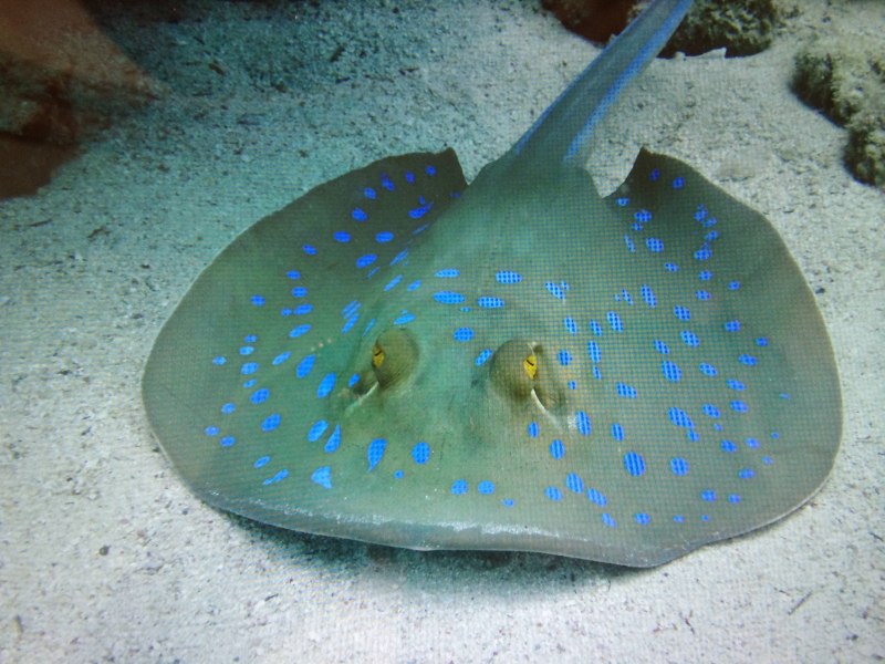 Скат Stingray