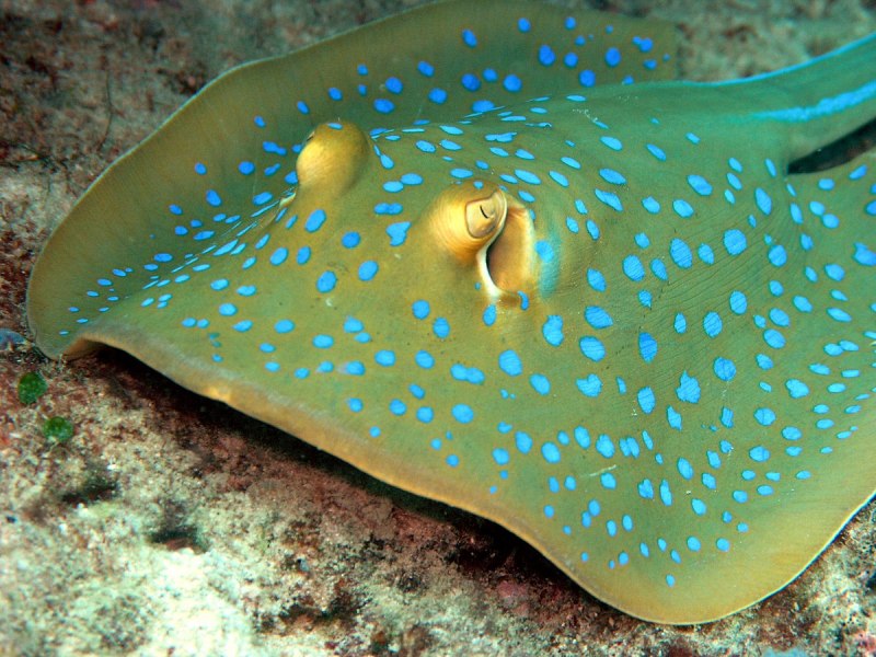 Скат-хвостокол морской кот