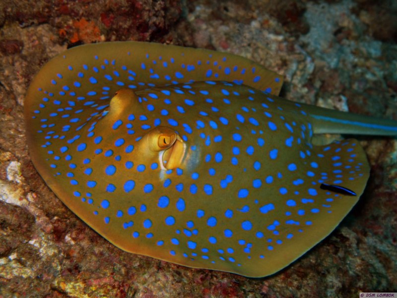 Скат хвостокол черное море