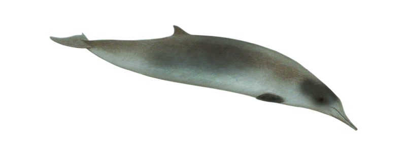 Клюворыл Ziphius cavirostris