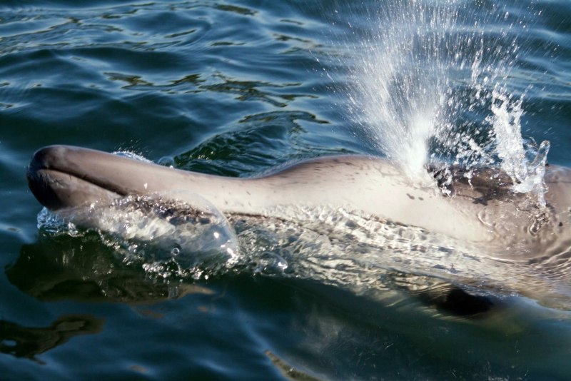 Hyperoodon planifrons