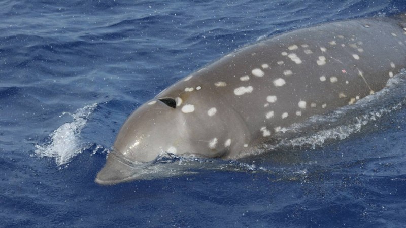 Grampus griseus