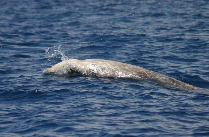 Grampus griseus