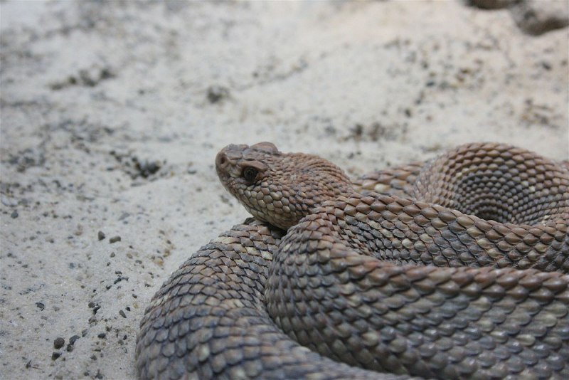 Crotalus horridus
