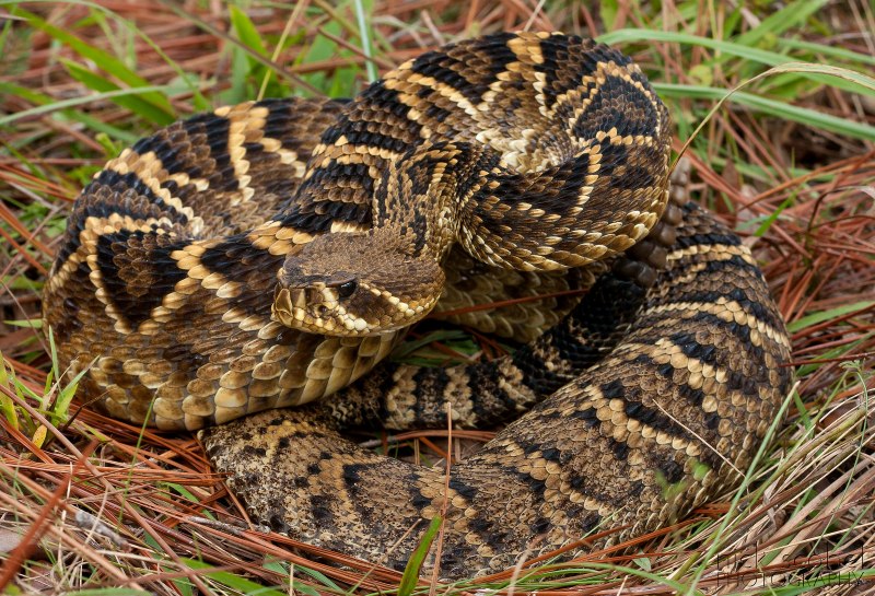 Crotalus durissus