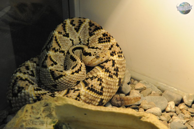 Crotalus durissus