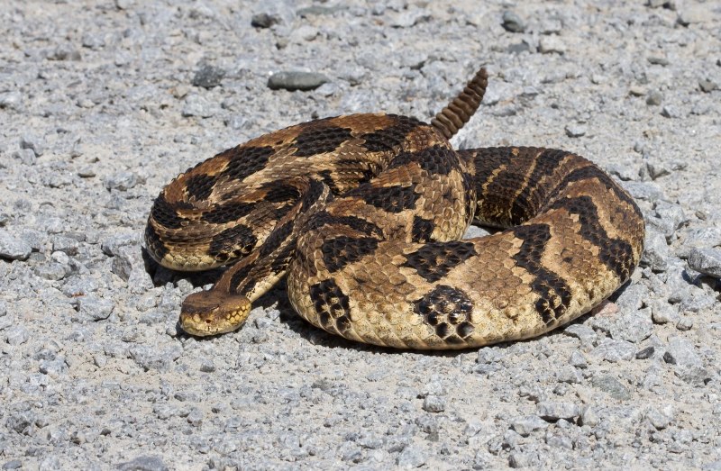 Crotalus d. terrificus