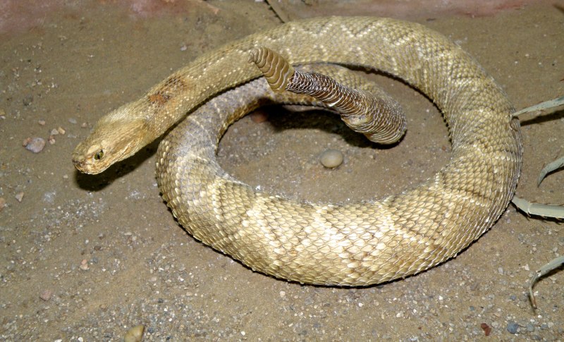 Crotalus durissus terrificus