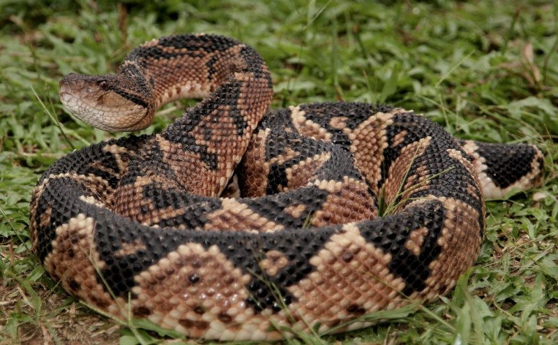 RS 1900 Rattlesnake