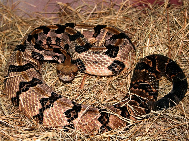 Crotalus Ciocana
