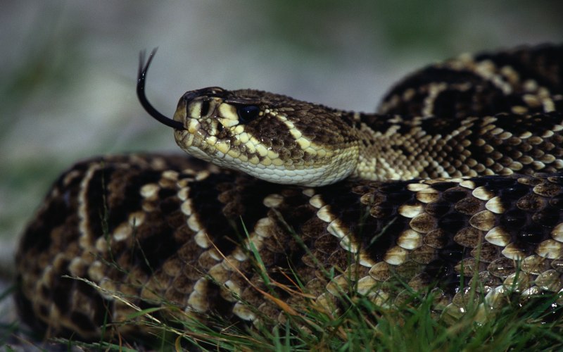 Crotalus adamanteus