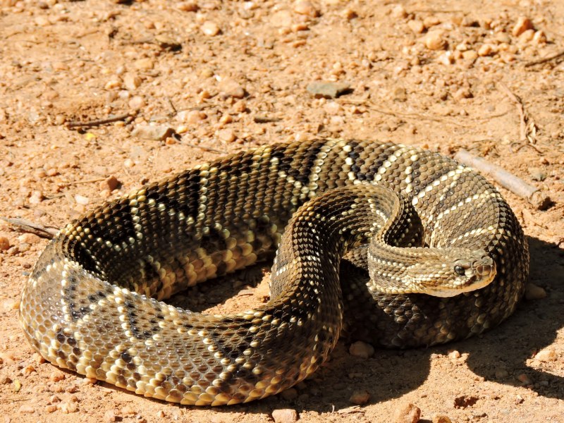 Crotalus durissus terrificus