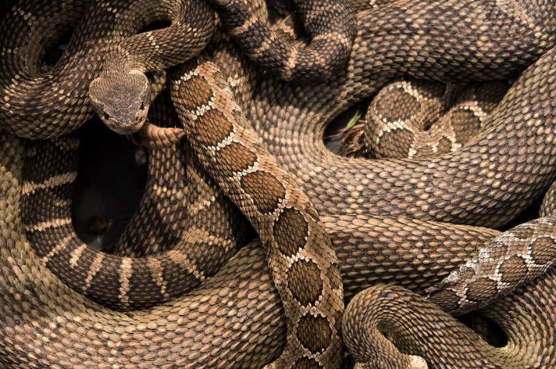 Crotalus Atrox
