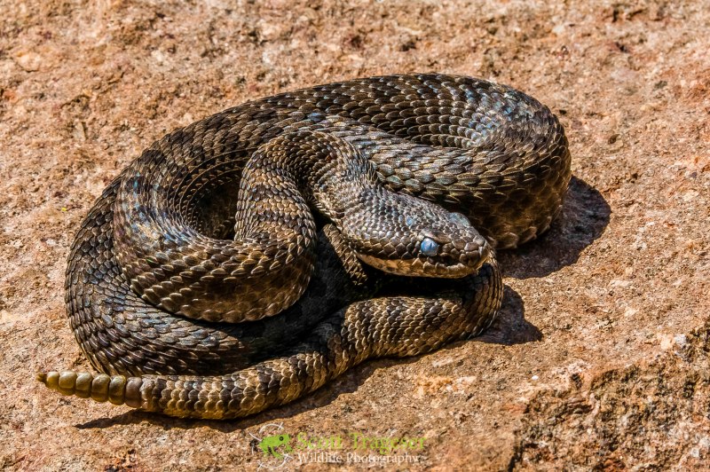 Crotalus oreganus