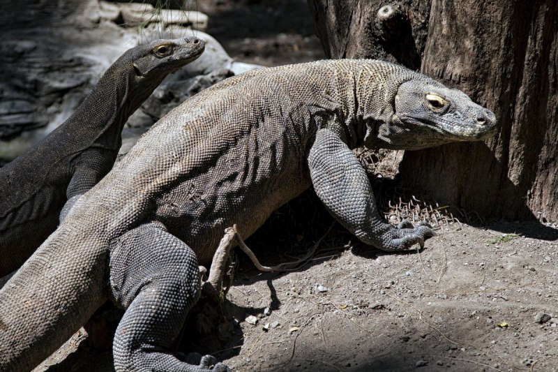 Tegu ящерица