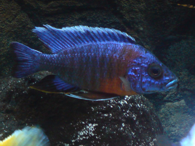 Aulonocara hansbaenschi