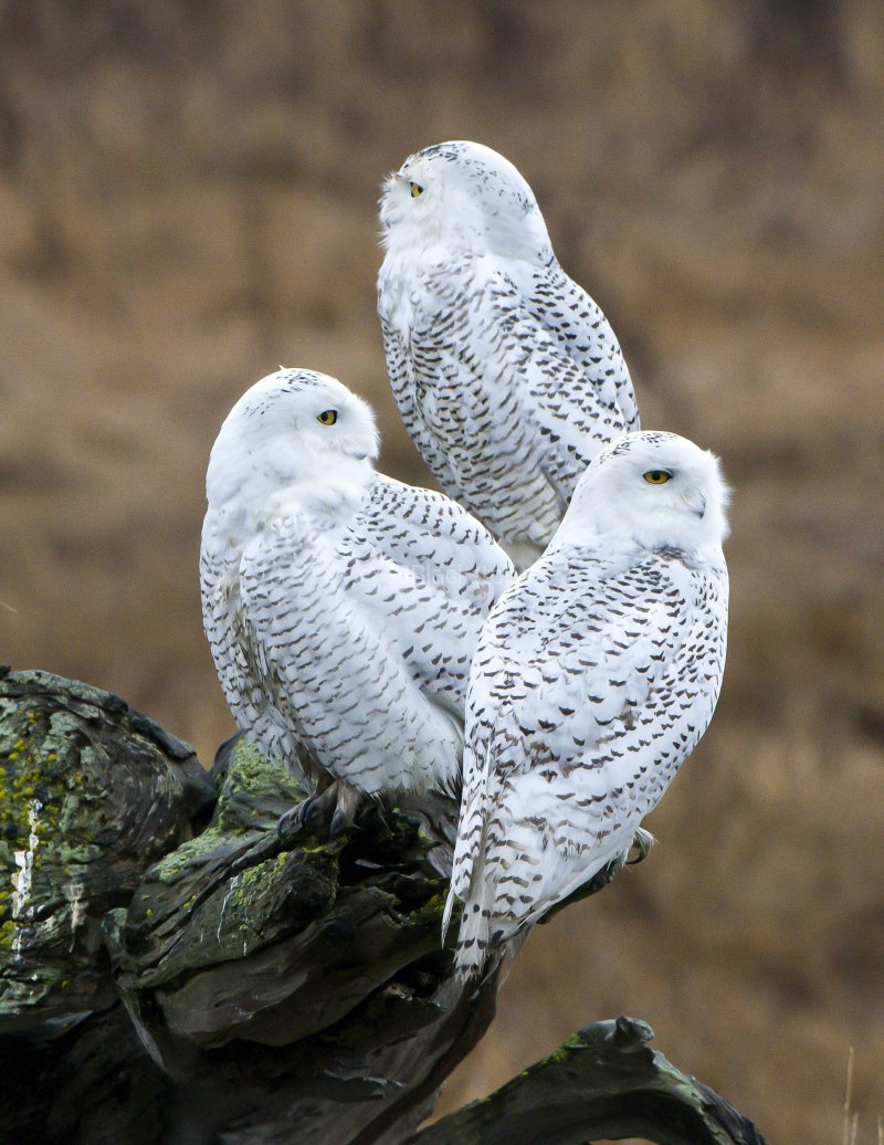 Bubo scandiacus