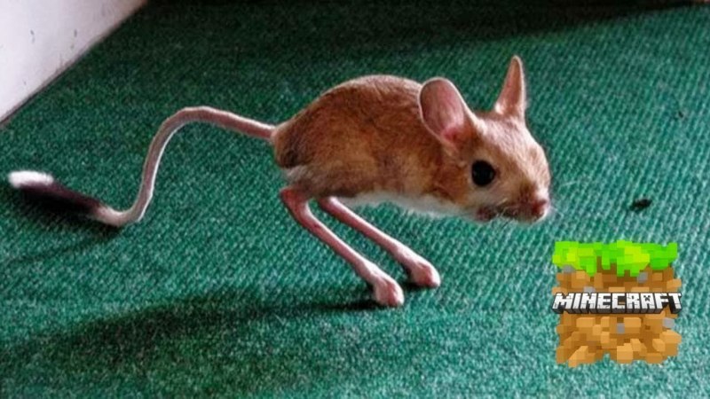 Лисички фенек