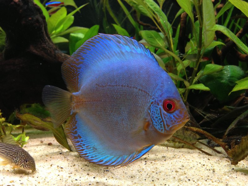 Discus ruderatus