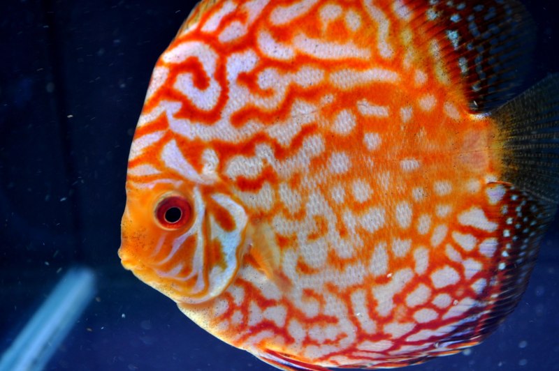 Мем Discus