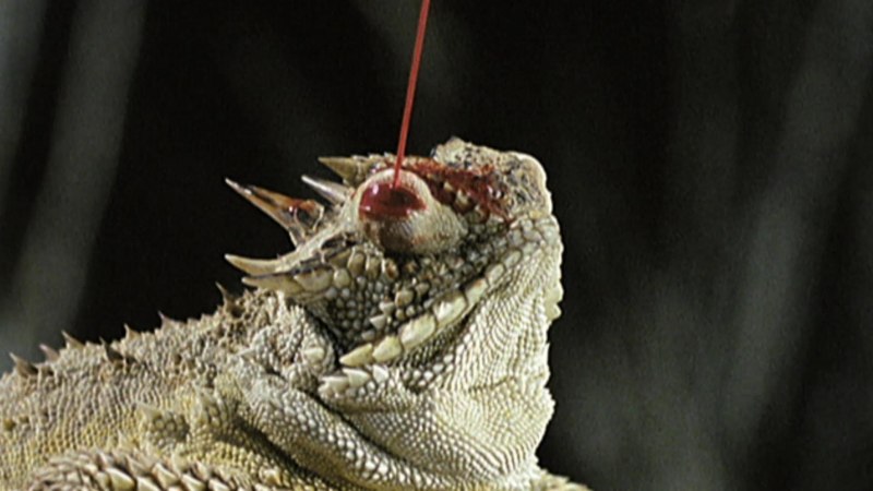 Giant Horned Lizard