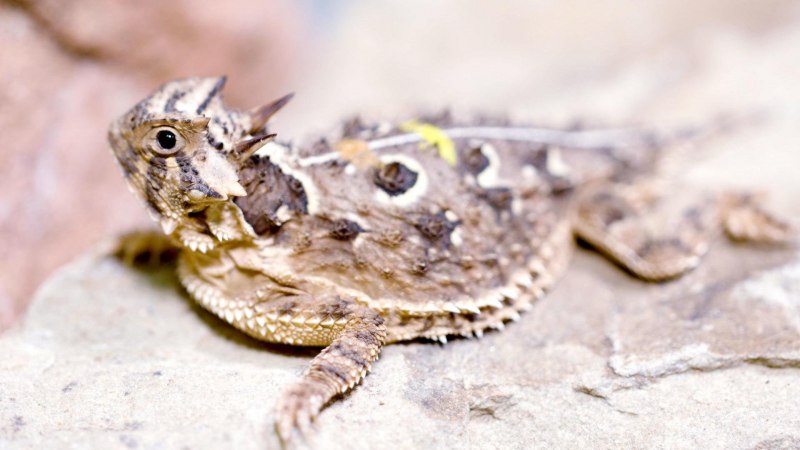 Phrynosoma cornutum