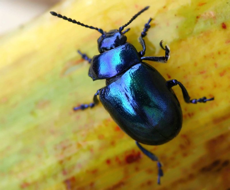 Chrysolina coerulans
