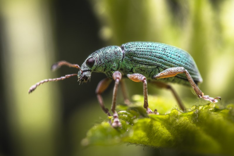 Rainbow Stag Beetle