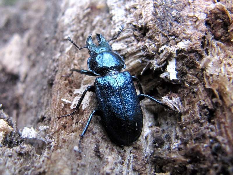 Meloe proscarabaeus Жук