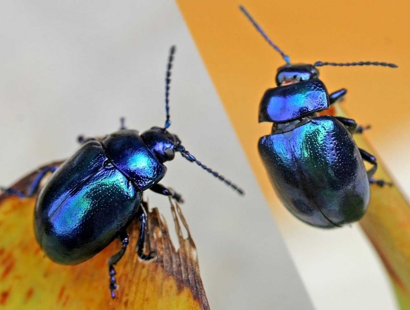 Жук Callidium violaceum