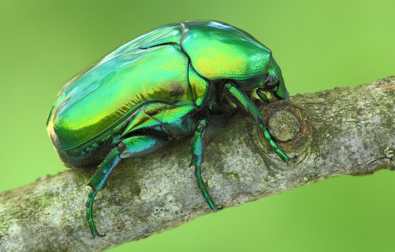 Hoplia coerulea