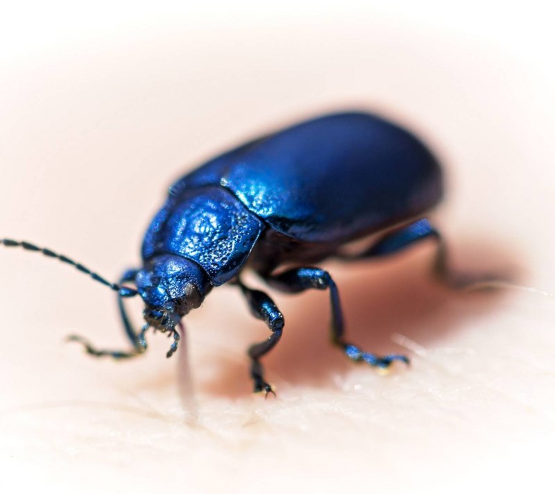 Жук Meloe violaceus