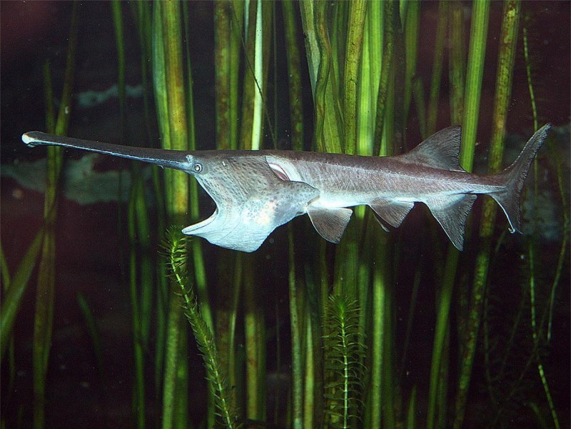 Веслонос (Polyodon spathula)