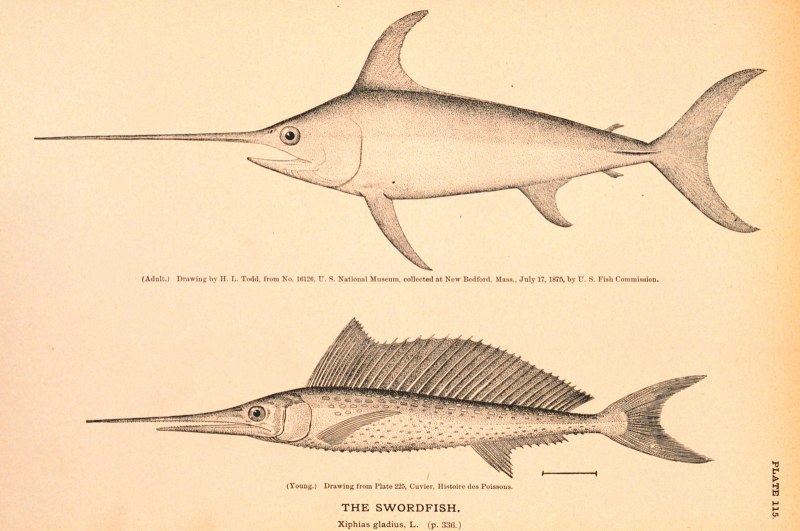 Sphyrna lewini