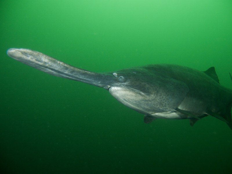 Веслонос (Polyodon spathula)