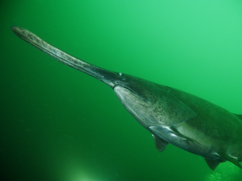 Американский веслонос (Polyodon spathula)