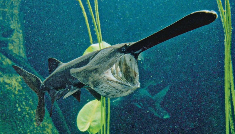 Веслонос (Polyodon spathula)