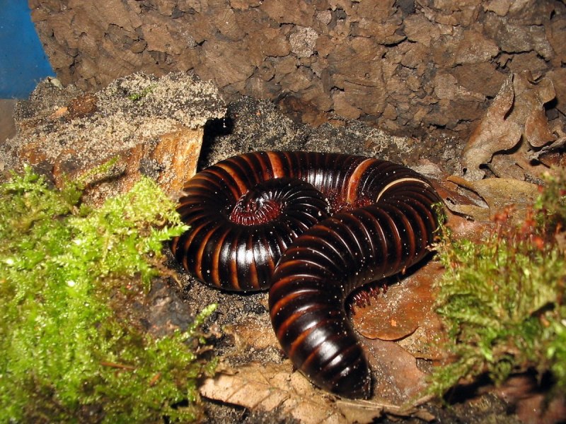 Кивсяка Гигаса (archispyrostreptus Gigas)
