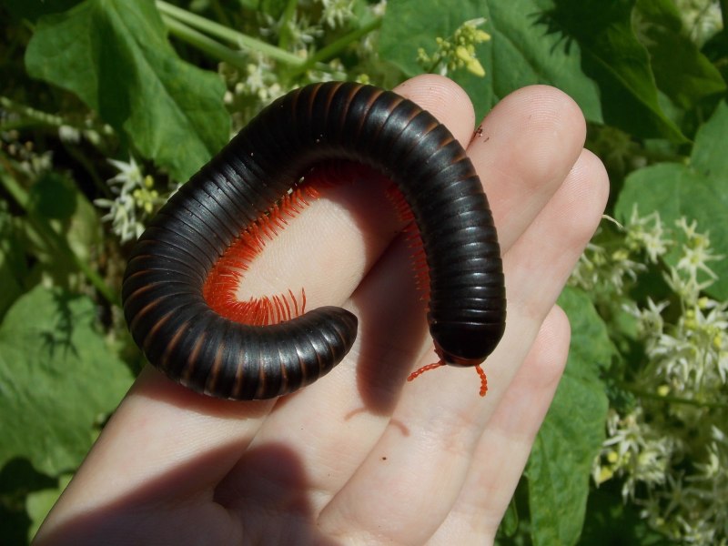 Оливковый кивсяк (Telodeinopus aoutii)