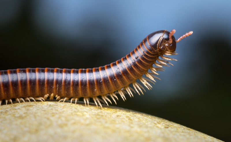 Кивсяк (parilis acuticonus)