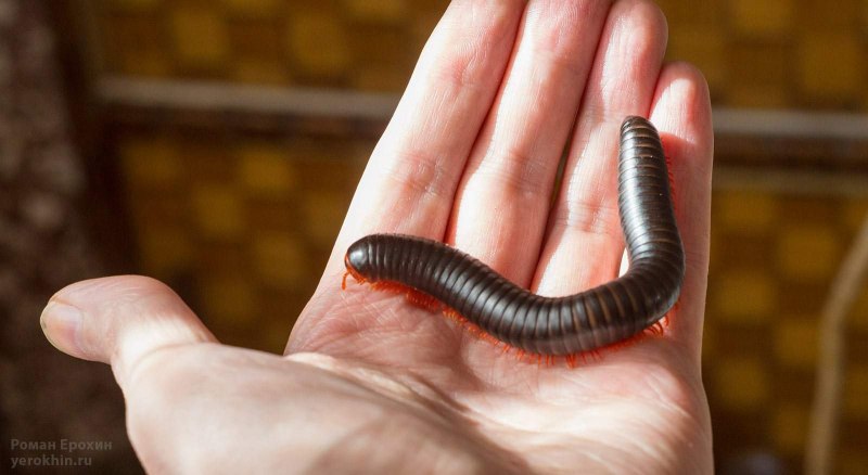 Многоножки (Myriapoda)