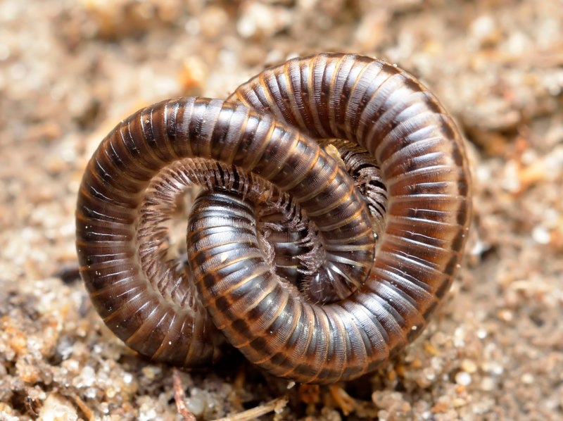 Giant Millipede