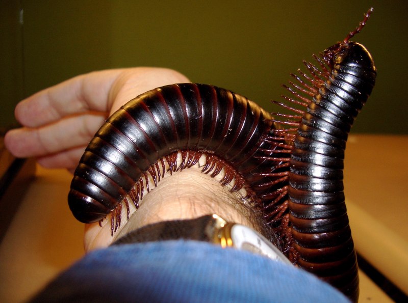 Многоножка Millipede
