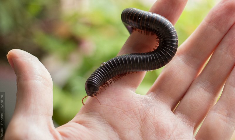 Гигантский кивсяк Archispirostreptus Gigas