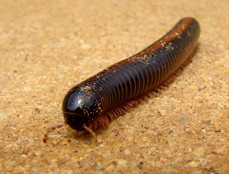 Гигантский кивсяк Archispirostreptus Gigas