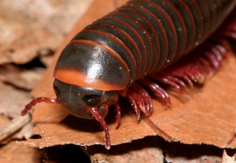 Гигантский кивсяк Archispirostreptus Gigas