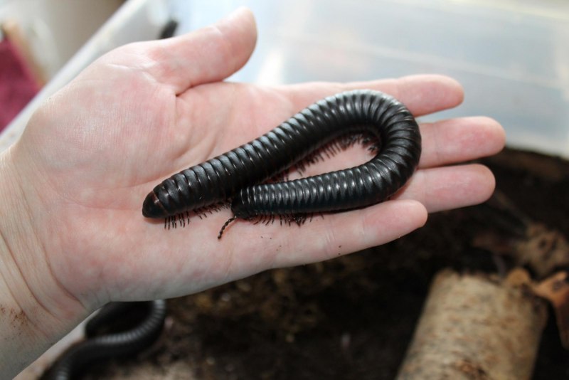Гигантский кивсяк Archispirostreptus Gigas