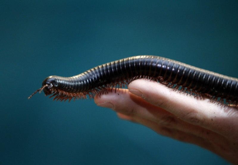 Archispirostreptus syriacus