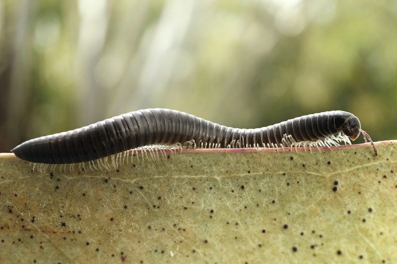 Mardonius parilis acuticonus